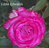 Eddie Edwards rose photo