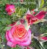 Beauty from Within rose photo