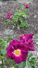 Andenken an Anke Kuhbier rose photo