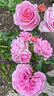 Rosengräfin Marie Henriette rose photo