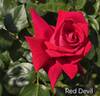 Red Devil rose photo