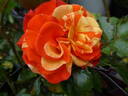Oranges 'n' Lemons ™ rose photo