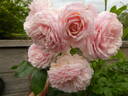 Cremosa ® rose photo
