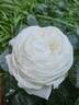 Pierre Arditi rose photo