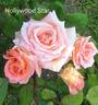 Hollywood Star rose photo