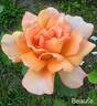 Beauté rose photo