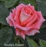 Boulie's Dream™ rose photo