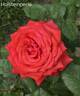 Holsteinperle rose photo