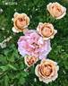 Tantara rose photo
