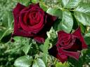 Black Baccara ™ rose photo