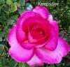 Keepsake rose photo