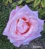 Belami rose photo