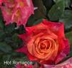 Hot Romance rose photo