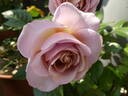 Blue Girl® rose photo