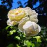 Château de Cheverny rose photo