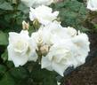 Ginsekai rose photo