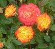 Nishiki rose photo