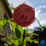 Chantal Mérieux ® rose photo
