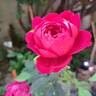Joli coeur ® rose photo