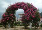 Urara, Cl. rose photo