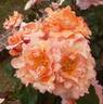 Kanon rose photo