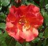 Princess Michiko, Cl. rose photo