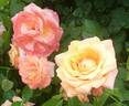 Looping ® rose photo