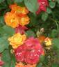 Furedaiko rose photo