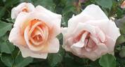 Kotone rose photo