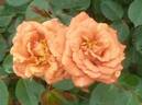 Teddy Bear, Cl. rose photo