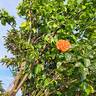 Orangerie rose photo