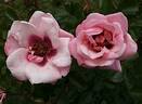 Chawton Cottage rose photo