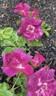 Andenken an Anke Kuhbier rose photo
