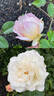 Gruss an Aachen rose photo
