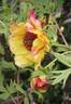 Anne Rosse peony photo