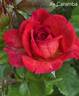 Ay Caramba! rose photo