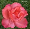 Fashion rose photo