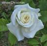 White Christmas rose photo