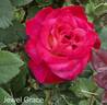 Jewel Grace rose photo