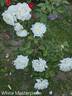White Masterpiece rose photo