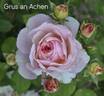 Gruss an Aachen rose photo