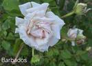 Barbados rose photo