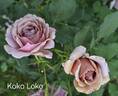 Koko Loco rose photo