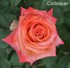 Caribbean ™ rose photo