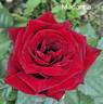 Black Madonna rose photo