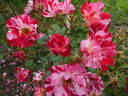 Fourth of July rose photo