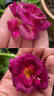 Andenken an Anke Kuhbier rose photo