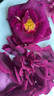 Andenken an Anke Kuhbier rose photo