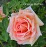 Orange Ruffels rose photo