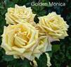 Golden Monica ® rose photo